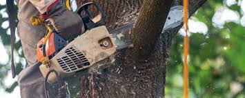 Trusted Isle Of Hope, GA Tree Services Experts