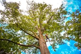 Lawn Pest Prevention in Isle Of Hope, GA