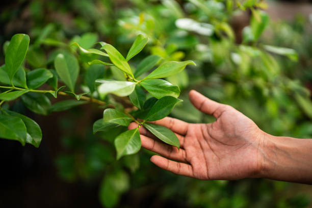 Best Emergency Tree Removal  in Isle Of Hope, GA