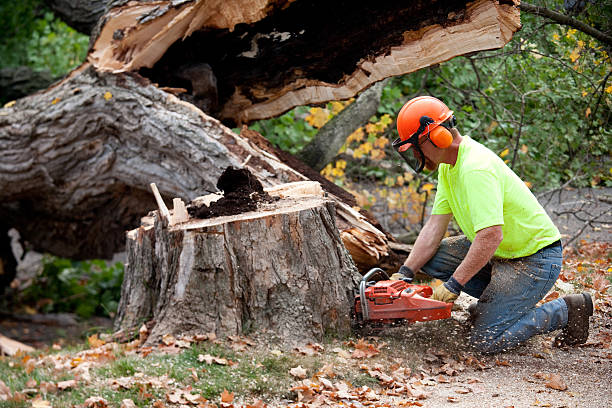 How Our Tree Care Process Works  in  Isle Of Hope, GA