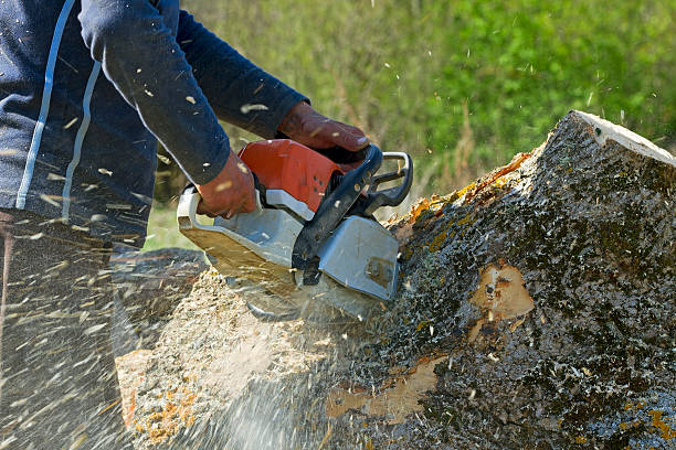 Lawn Grading and Leveling in Isle Of Hope, GA